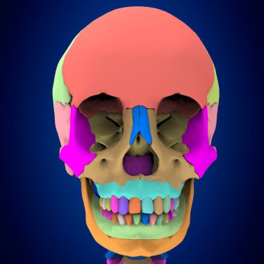 İnsan iskelet iskeleti anatomisi. 3d illüstrasyon