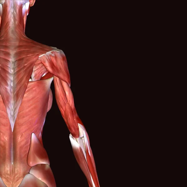 Erkek vücut kasları anatomi sistemi. 3d hazırlayıcı
