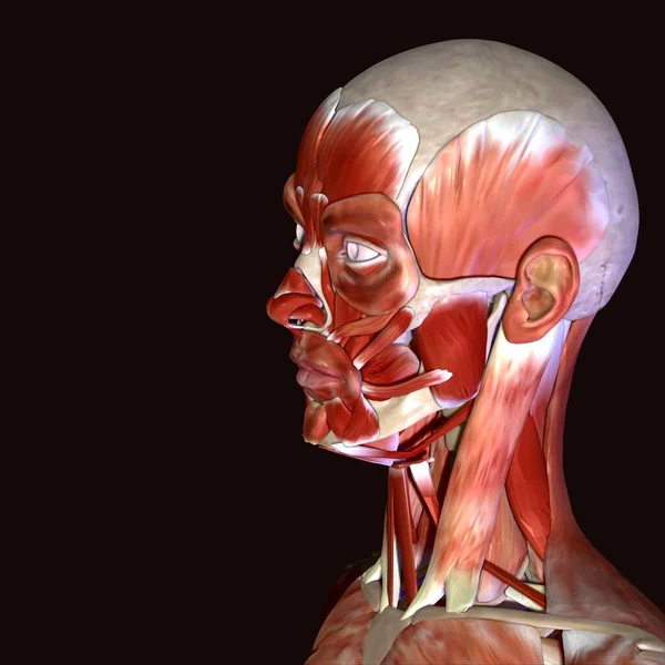 Erkek insan anterior kas anatomi sistemi. 3d hazırlayıcı