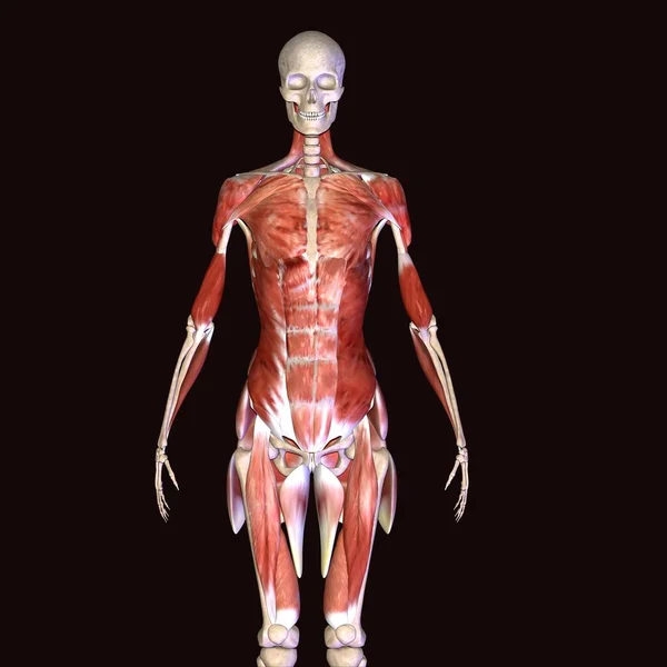 İnsan yüzü kaslı. 3d illüstrasyon