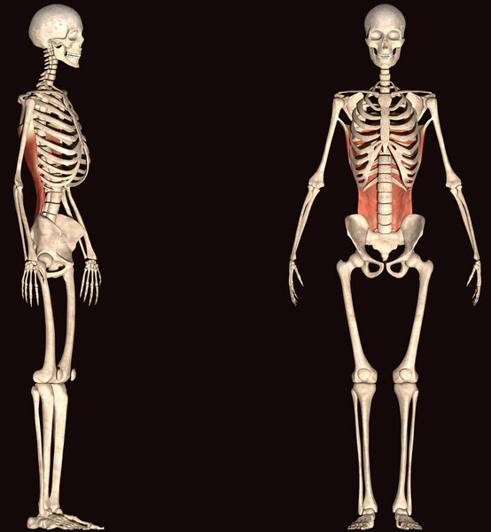 человеческое тело мускулистое. 3d иллюстрация