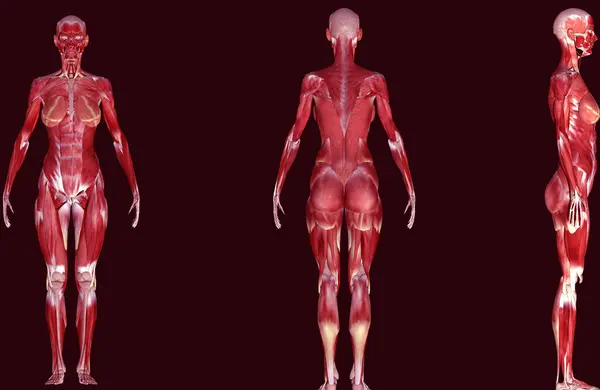 İnsan yüzü kaslı. 3d illüstrasyon