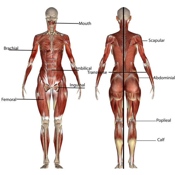 human body face muscled. 3d illustration