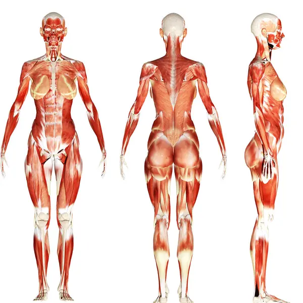 İnsan böbreği, karaciğer, portakal ve sindirim sistemi anatomisi. 3d illüstrasyon