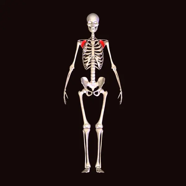 İnsan böbreği, karaciğer, portakal ve sindirim sistemi anatomisi. 3d illüstrasyon
