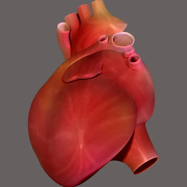 İnsan böbreği, karaciğer, portakal ve sindirim sistemi anatomisi. 3d illüstrasyon