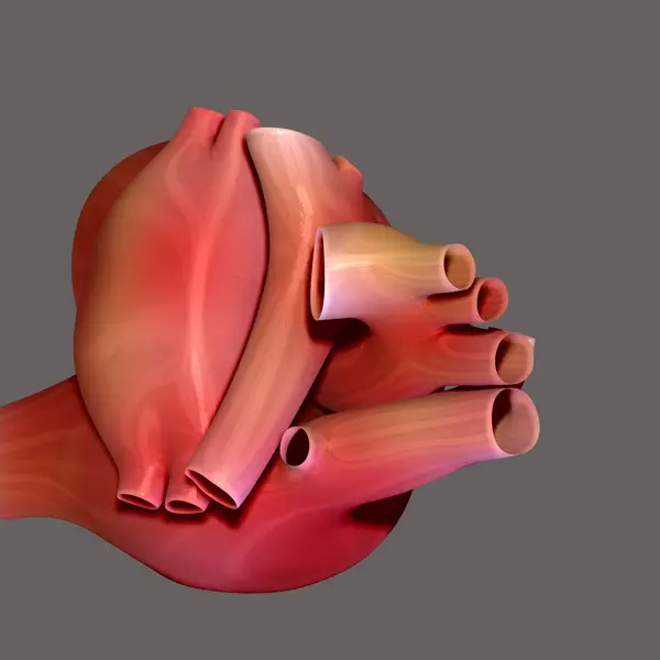 İnsan böbreği, karaciğer, portakal ve sindirim sistemi anatomisi. 3d illüstrasyon