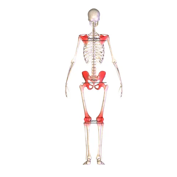 İnsan böbreği, karaciğer, portakal ve sindirim sistemi anatomisi. 3d illüstrasyon