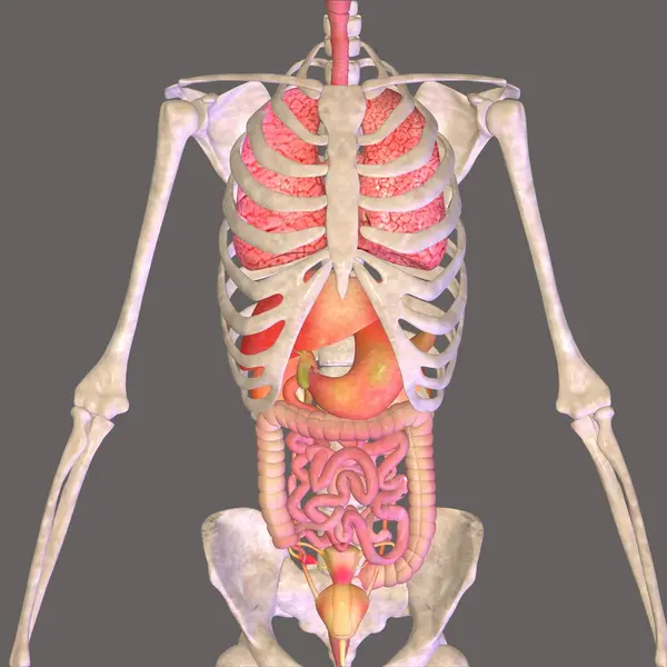 Erkek iskeleti portakal anatomisi. 3d illüstrasyon