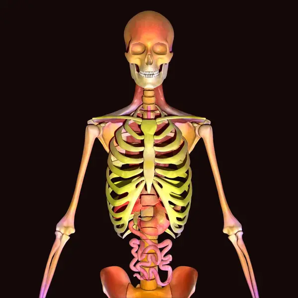 Erkek iskeleti portakal anatomisi. 3d illüstrasyon