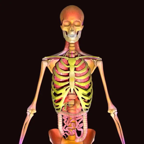 Erkek iskeleti portakal anatomisi. 3d illüstrasyon