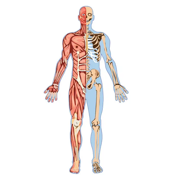 İnsan iskeleti anatomisi. 3d illüstrasyon