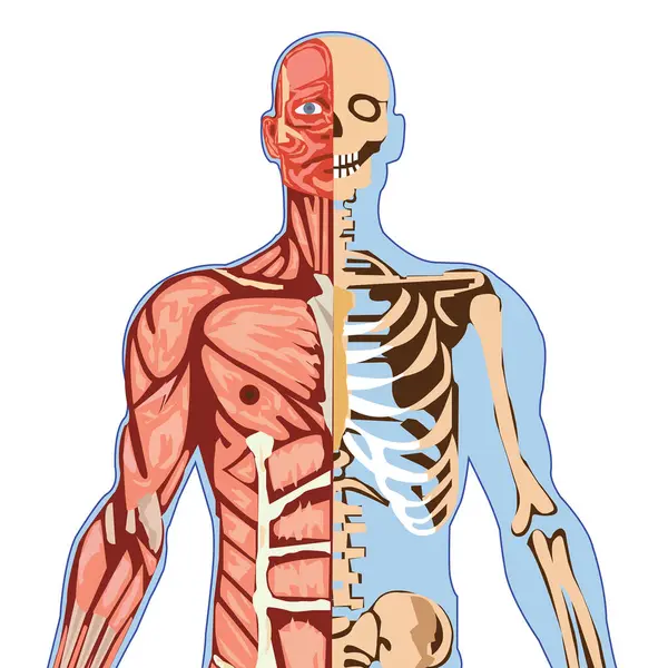 İnsan iskeleti anatomisi. 3d illüstrasyon