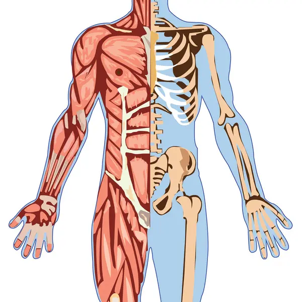 human skeleton anatomy. 3d illustration