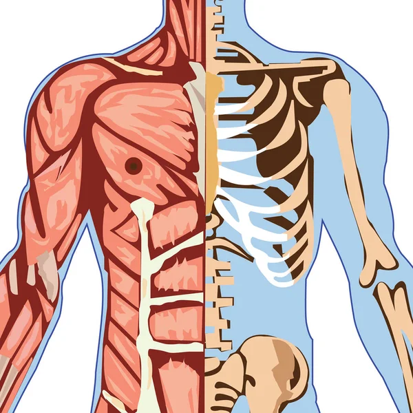 human skeleton anatomy. 3d illustration