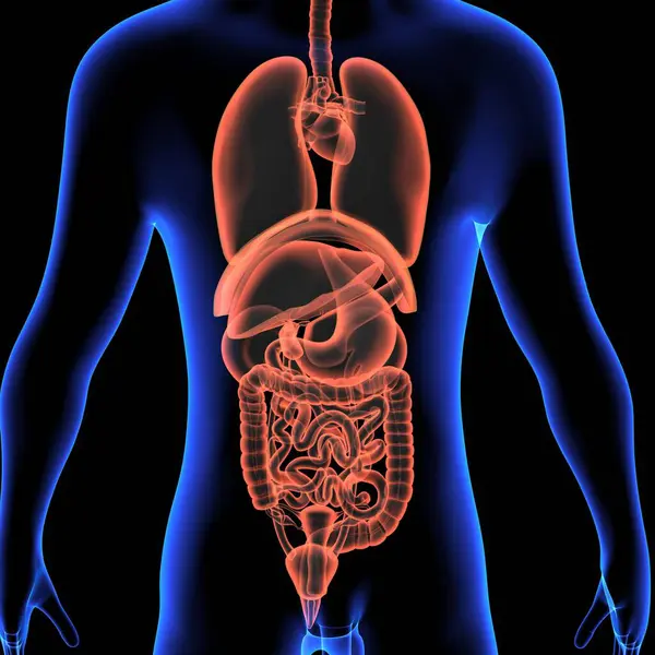 İnsan solunumu ve kalp anatomisi. 3d hazırlayıcı