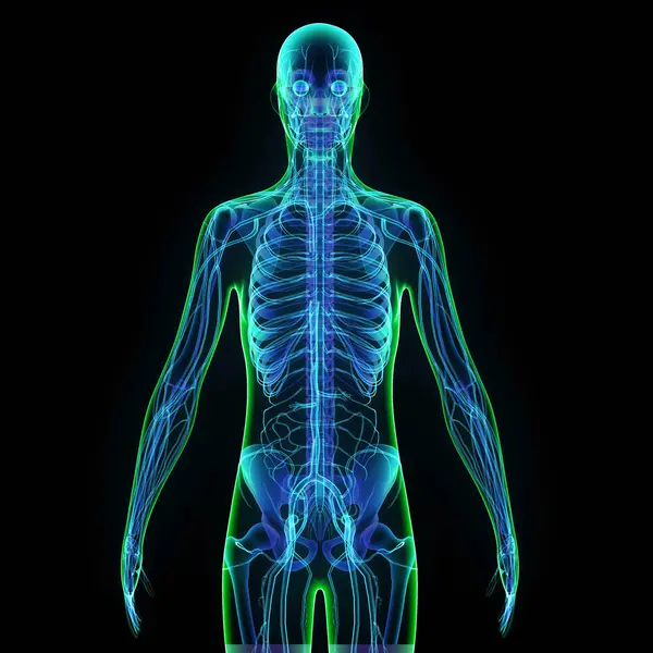 Erkek kalp, akciğer, iskelet ve sinir anatomisi. 3d illüstrasyon