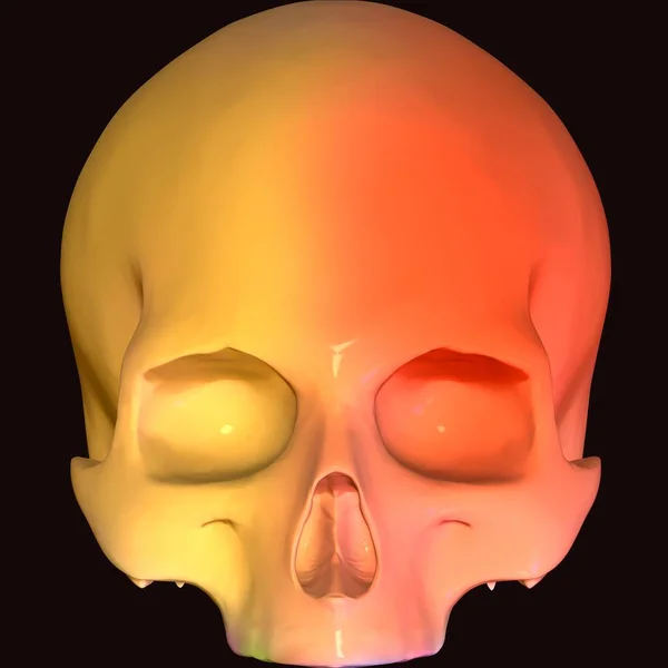 Erkek iskelet akciğerler, kafatası, karaciğer ve safra kesesi anatomisi. 3d hazırlayıcı