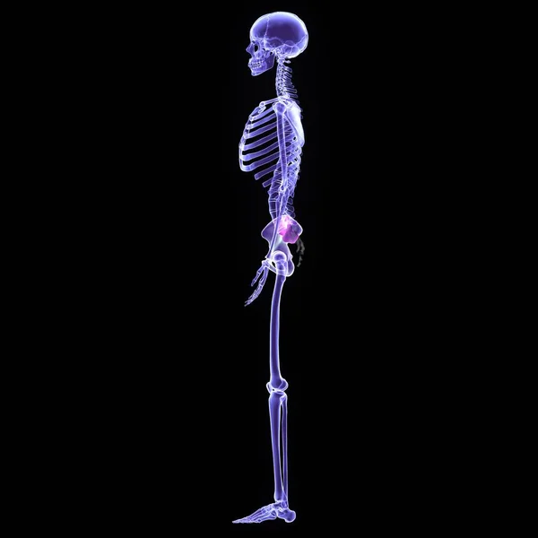 İnsan mavisi iskelet anatomisi. 3d hazırlayıcı