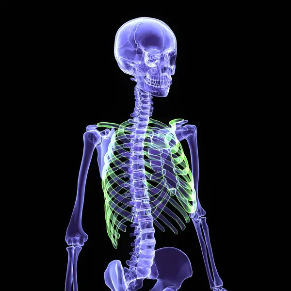 人类蓝色骨骼脊柱解剖 3D渲染 — 图库照片