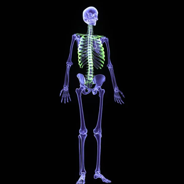 Human Blue Skeleton Spine Anatomy Render — Stock Photo, Image