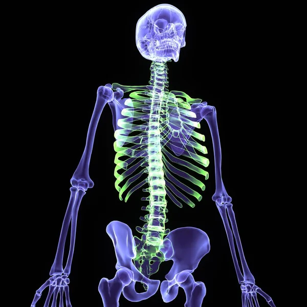 Human Male Skeleton Skull Anatomy Illustration — Stock Photo, Image