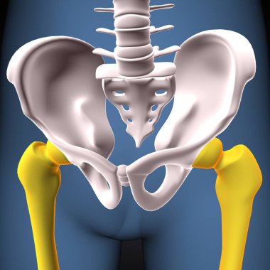 İnsan iskeleti, çene ve kol kemiği anatomisi. 3d illüstrasyon
