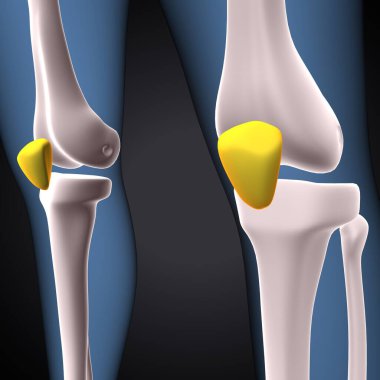 İnsan iskeleti, çene ve kol kemiği anatomisi. 3d illüstrasyon