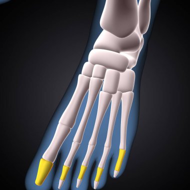 İnsan iskeleti, çene ve kol kemiği anatomisi. 3d illüstrasyon