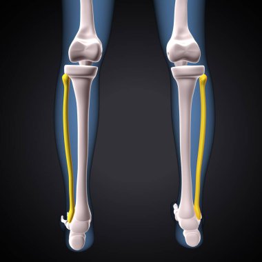 İnsan iskeleti, çene ve kol kemiği anatomisi. 3d illüstrasyon