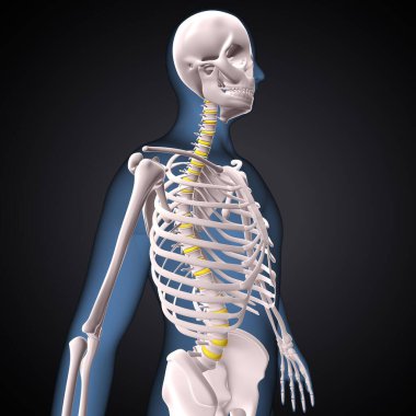 İnsan iskeleti, çene ve kol kemiği anatomisi. 3d illüstrasyon