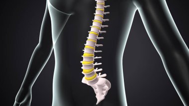 İnsan iskeleti, çene ve kol kemiği anatomisi. 3d illüstrasyon