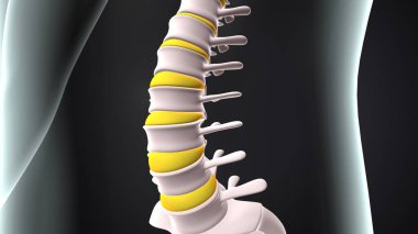 İnsan iskeleti, çene ve kol kemiği anatomisi. 3d illüstrasyon