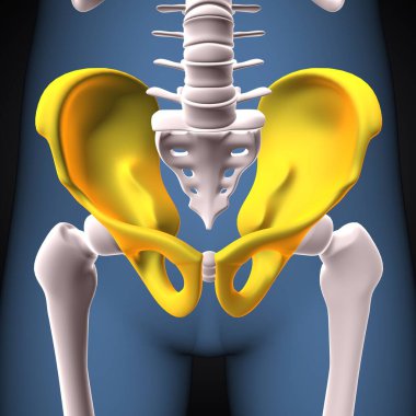 İnsan iskeleti, çene ve kol kemiği anatomisi. 3d illüstrasyon
