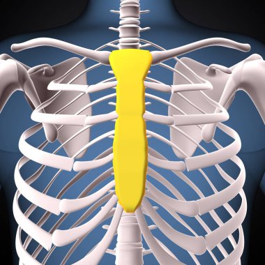 İnsan iskeleti, çene ve kol kemiği anatomisi. 3d illüstrasyon