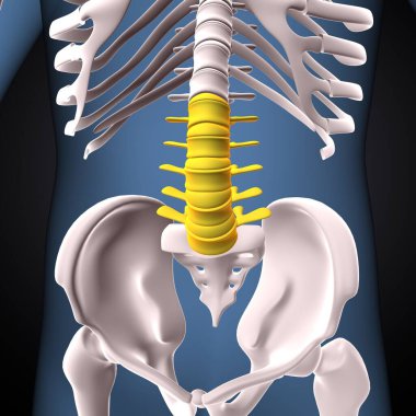 İnsan iskeleti, çene ve kol kemiği anatomisi. 3d illüstrasyon