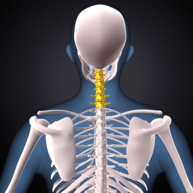 İnsan iskeleti, çene ve kol kemiği anatomisi. 3d illüstrasyon