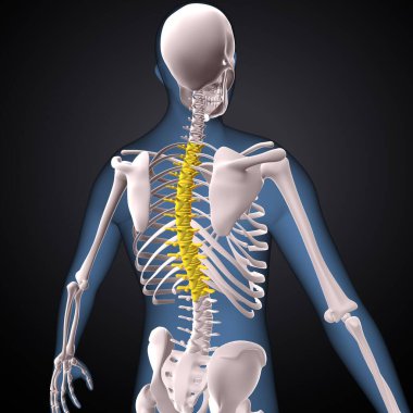 İnsan iskeleti, çene ve kol kemiği anatomisi. 3d illüstrasyon