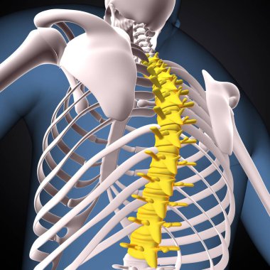 İnsan iskeleti, çene ve kol kemiği anatomisi. 3d illüstrasyon