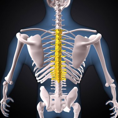 İnsan iskeleti, çene ve kol kemiği anatomisi. 3d illüstrasyon