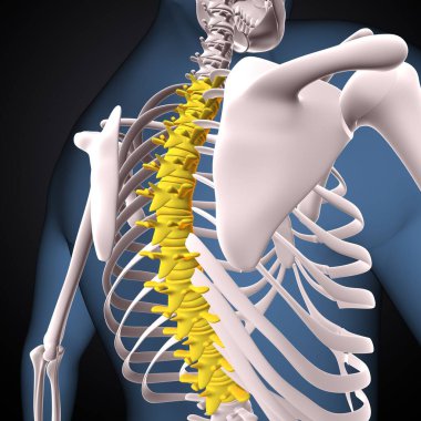 İnsan iskeleti, çene ve kol kemiği anatomisi. 3d illüstrasyon