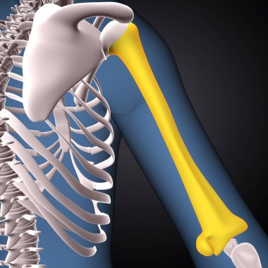 İnsan iskeleti, çene ve kol kemiği anatomisi. 3d illüstrasyon