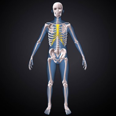İnsan iskeleti, çene ve kol kemiği anatomisi. 3d illüstrasyon