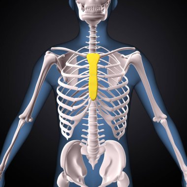 İnsan iskeleti, çene ve kol kemiği anatomisi. 3d illüstrasyon