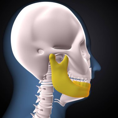 İnsan iskeleti, çene ve kol kemiği anatomisi. 3d illüstrasyon
