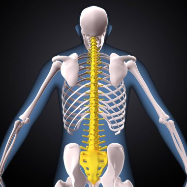 İnsan iskeleti, çene ve kol kemiği anatomisi. 3d illüstrasyon