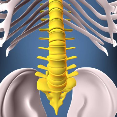 İnsan iskeleti, çene ve kol kemiği anatomisi. 3d illüstrasyon