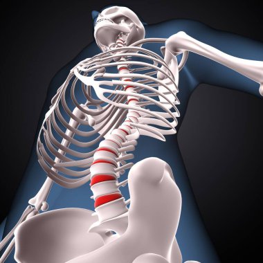 İnsan iskeleti, çene ve kol kemiği anatomisi. 3d illüstrasyon