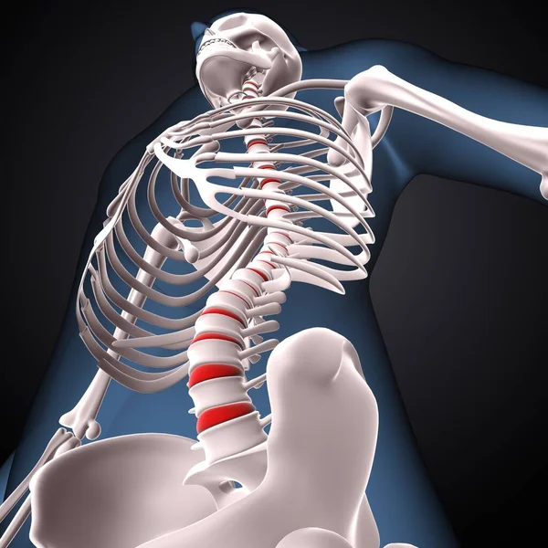 İnsan iskeleti, çene ve kol kemiği anatomisi. 3d illüstrasyon