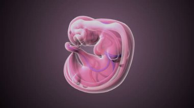 Kadın Embarazo Anatomisi. 3B illüstrasyonlar